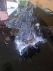The undestructable chew toy 